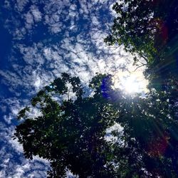 Low angle view of trees against sky