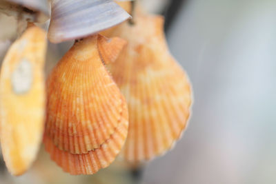 Close-up of orange seashells
