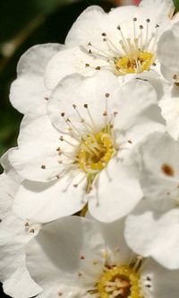 Close-up of white flowers