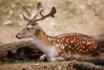 Deer standing on a field