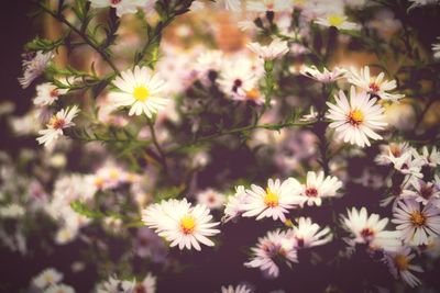 Close-up of white daisy blooming outdoors