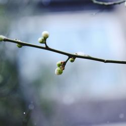 Close-up of raindrops on twig