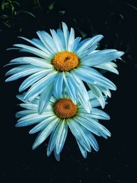 Close-up of white daisy flower