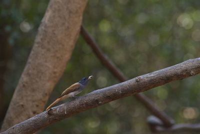 Close-up of bird perching on branch