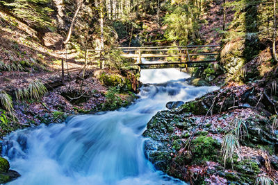 Scenic view of waterfall in forest