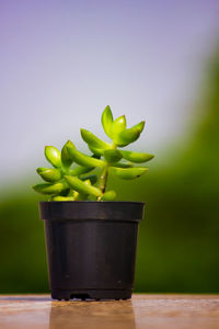 Close-up of potted plant on table