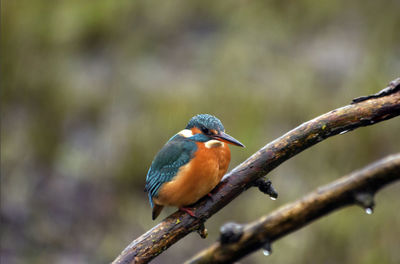 Close-up of kingfisher perching on branch