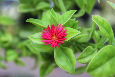 Close-up of flowering plant