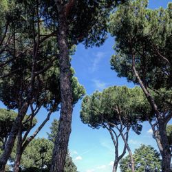 Low angle view of trees