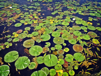 Leaves floating on pond