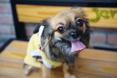 Portrait of dog at home