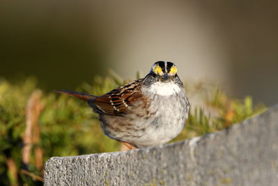 Close-up of bird perching on retaining wall