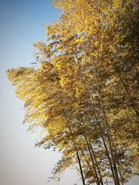 Close-up of tree against sky