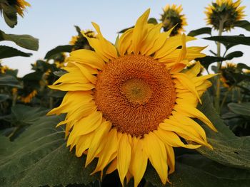 Close-up of yellow sunflower