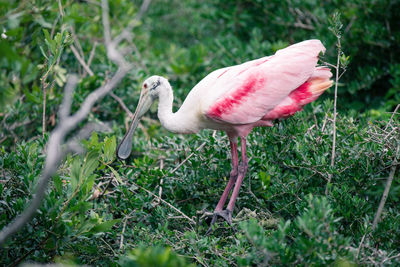 Side view of roseate spoonbill perching on branch in forest