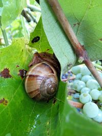 Close-up of snail on leaf