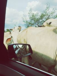 Close-up of horse cart on car windshield