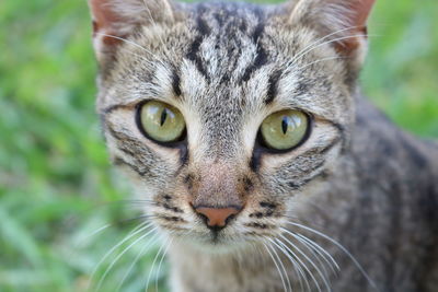 Close-up portrait of cat