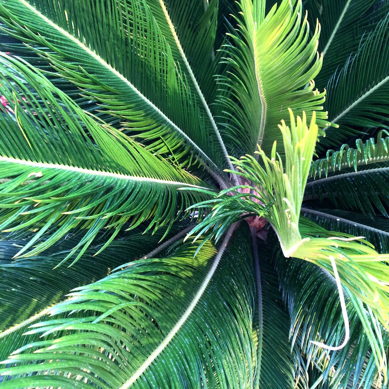 green color, leaf, growth, palm tree, nature, natural pattern, tree, plant, palm leaf, fern, close-up, full frame, beauty in nature, backgrounds, outdoors, day, spider web, green, low angle view, pattern