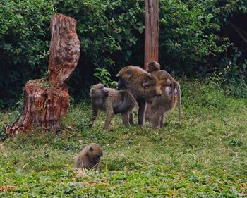 Family monkeys and the daddy 