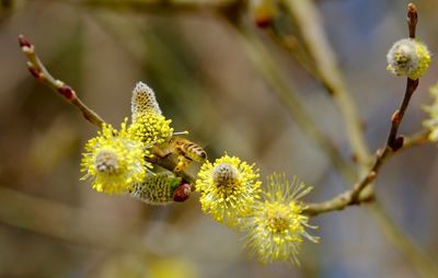 Close-up of insect on flower