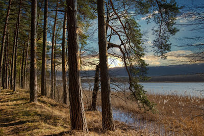 Scenic view of sea against trees in dunes of the baltic sea