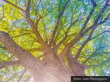 Low angle view of trees in forest