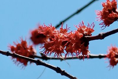 Low angle view of red flowering plant against sky