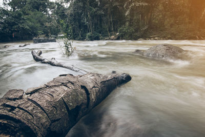 Scenic view of river by trees