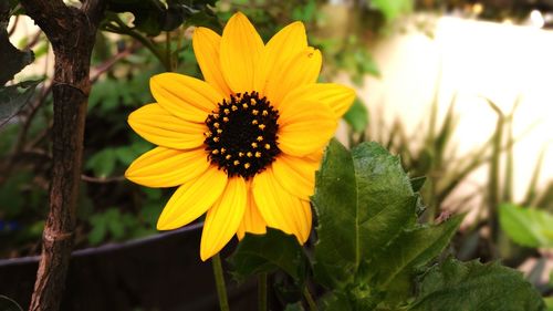 Close-up of yellow flower blooming outdoors