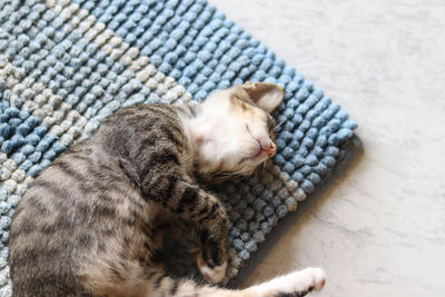 High angle view of cat sleeping