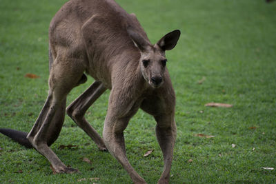 Portrait of a kangaroo on landscape