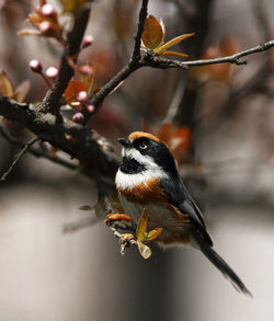 Close-up of bird perching on branch