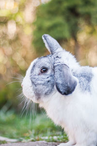 Close-up of an animal on land