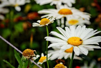 Close-up of white flowers blooming outdoors