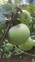 Close-up of apples on tree