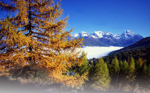 Trees on snowcapped mountains against sky during autumn