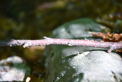 Close-up of water drops on branch