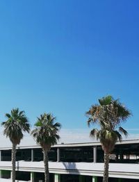 Palm trees against clear blue sky