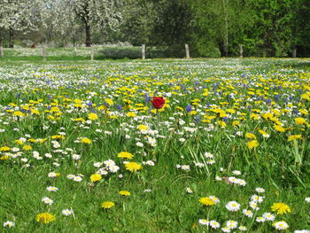 Yellow flowers growing in field