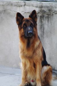 Portrait of dog sitting outdoors