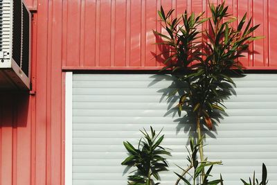 Plants in backyard