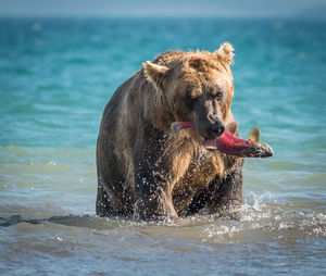 Bear carrying fish in mouth