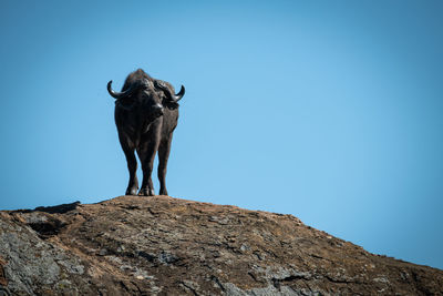 Low angle view of buffalo on rock against sky