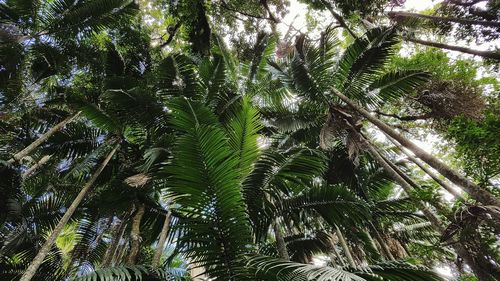 Low angle view of trees in forest