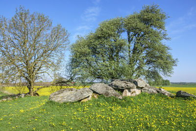 Trees on field against sky