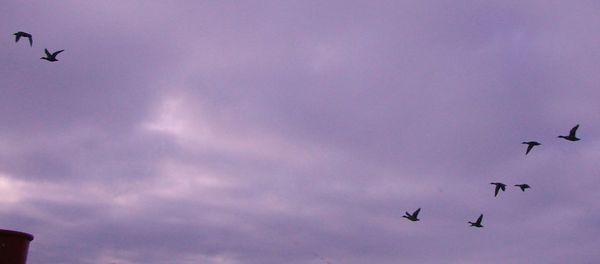 Low angle view of bird flying against cloudy sky