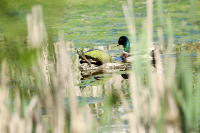 Duck Water