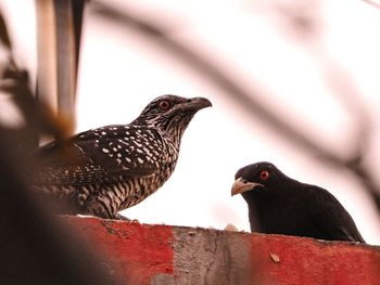 Close-up of pigeons perching