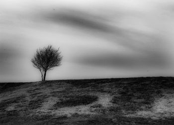 Close-up of tree against sky